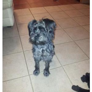 Lost Dog Saydee