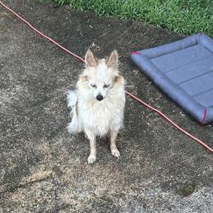 Found Dog Unknown
