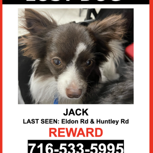 Image of Jack, Lost Dog