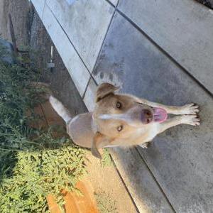 Found Dog Unknown