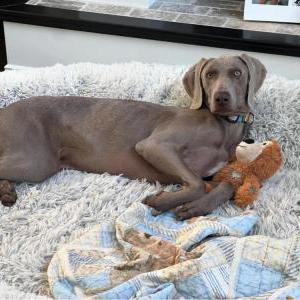 Lost Dog Tiago-Bleu