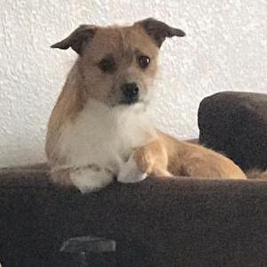 Lost Dog Chewy