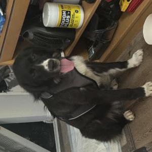 Found Dog Unknown