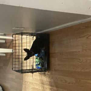 Lost Dog Milo