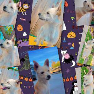Lost Dog Hachiko