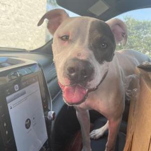 Found Dog Tarik