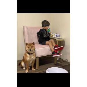 Lost Dog Hachi
