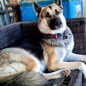 Lost Dog Bear