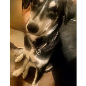 Lost Dog Foxy