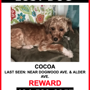 Lost Dog COCOA
