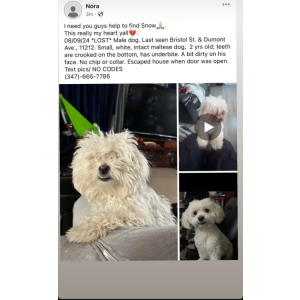 Lost Dog Snow