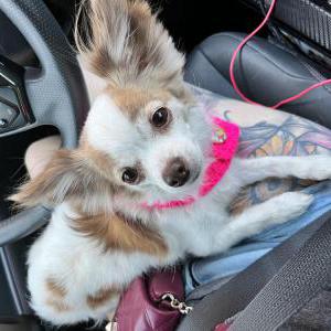Lost Dog Lola