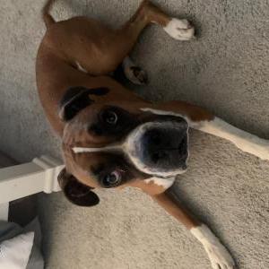 Found Dog Unknown