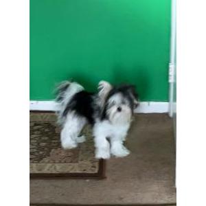 Lost Dog Roco