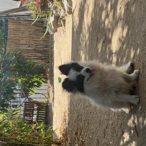 Found Dog Unknown