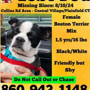 Image of Gracie, Lost Dog
