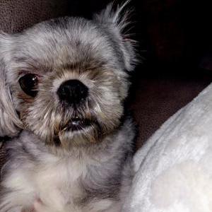 Lost Dog Mya