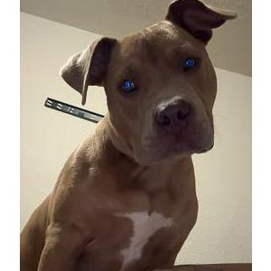 Lost Dog Bella