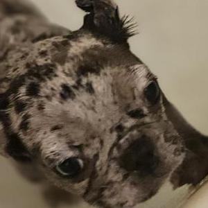 Lost Dog Angel