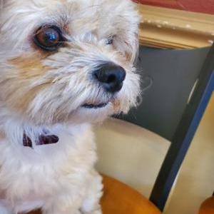 Lost Dog Kiki