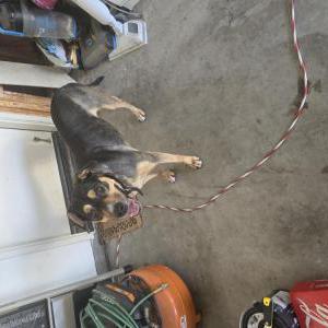 Found Dog Unknown