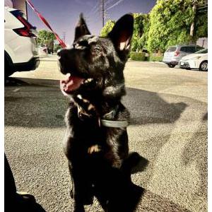 Found Dog Unknown
