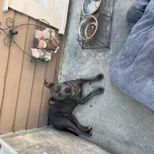 Found Dog Unknown