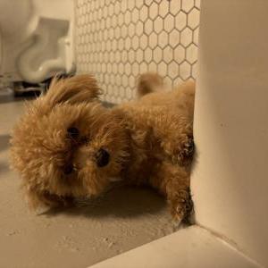 Lost Dog Daisy