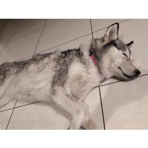 Found Dog Unknown