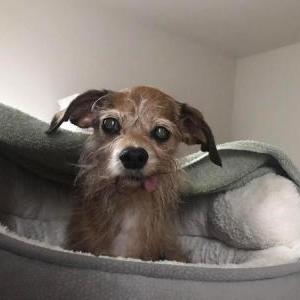Lost Dog Brooke
