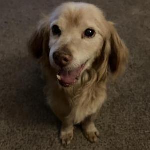 Found Dog Unknown