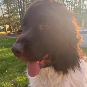 Lost Dog SAMPSON