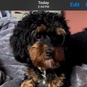 Lost Dog Roxy