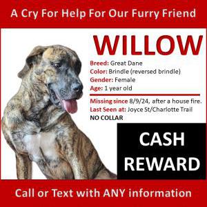 Lost Dog Willow