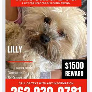 Lost Dog Lilly