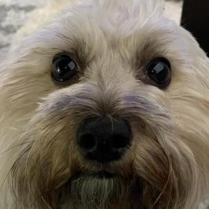 2nd Image of Lilly, Lost Dog