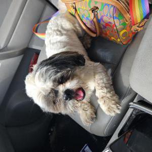 Found Dog Unknown