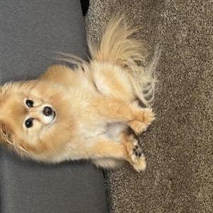 Lost Dog Luna