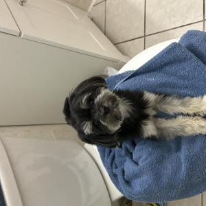 Lost Dog Max
