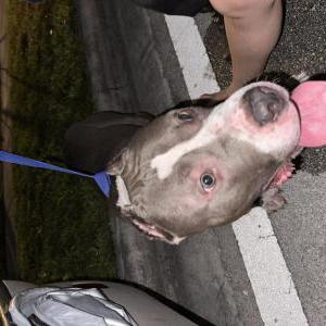 Found Dog Lost dog Pitbull