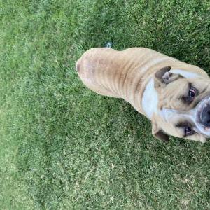 Found Dog Unlnown