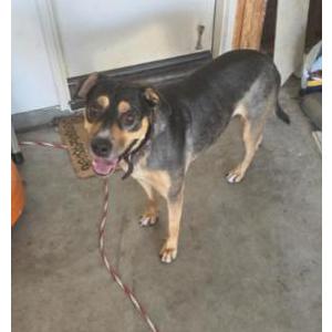 Found Dog Unknown