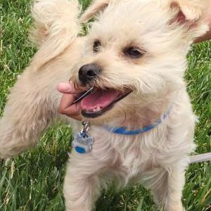 Lost Dog Gus