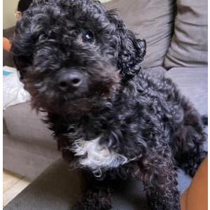 Lost Dog LOLA