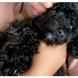 Lost Dog LUNA