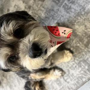 Lost Dog Lei lei