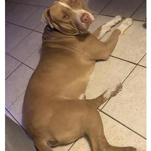 Lost Dog Beast