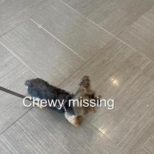 Lost Dog Chewy