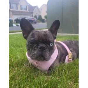 Lost Dog Luna