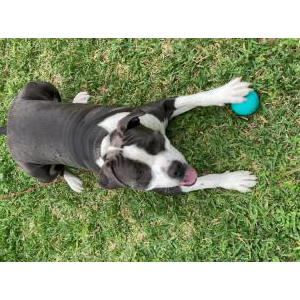 Found Dog Unknown